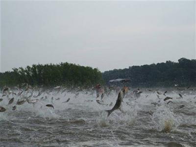 TWRA encourages fishing of invasive Asian carp