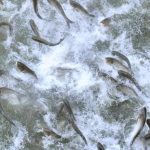 Jumping Silver Carp