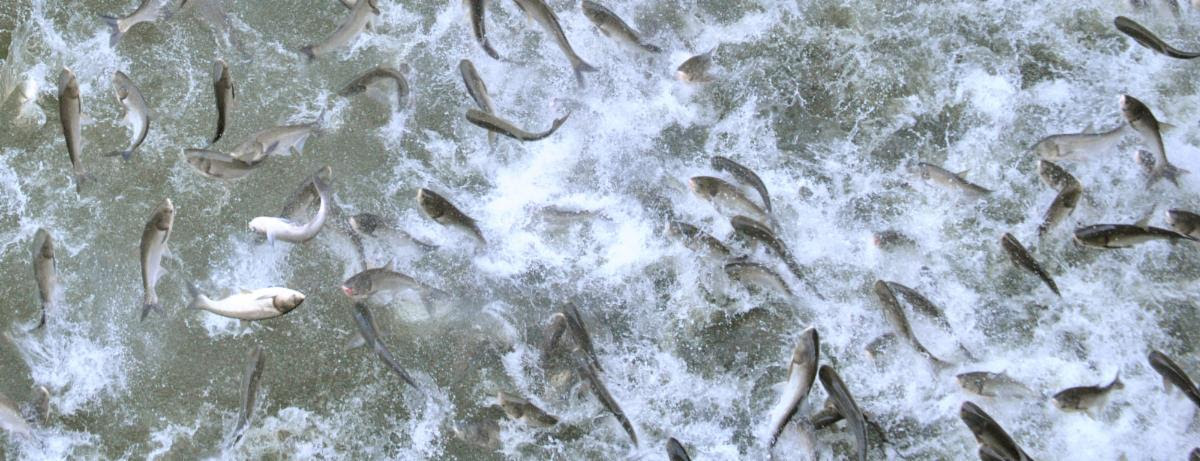 TNWF.org – RSVP for Next Asian Carp Grassroots Action Call